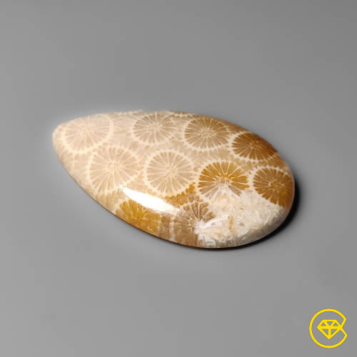 Fossil Coral