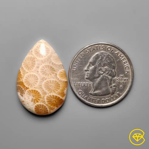 Fossil Coral