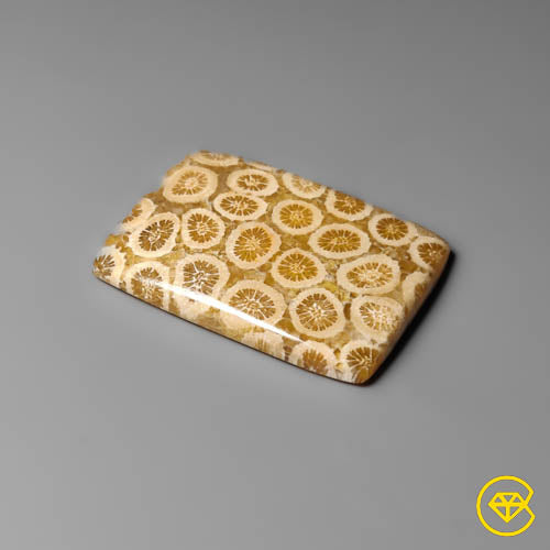 Fossil Coral