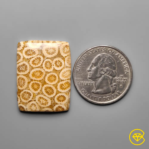 Fossil Coral