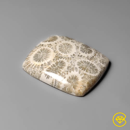Fossil Coral