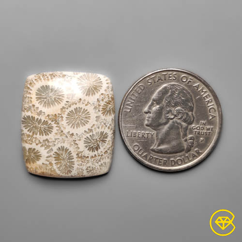 Fossil Coral