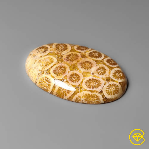 Fossil Coral