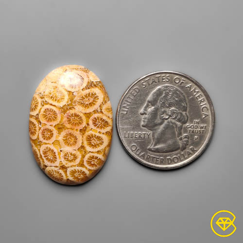 Fossil Coral
