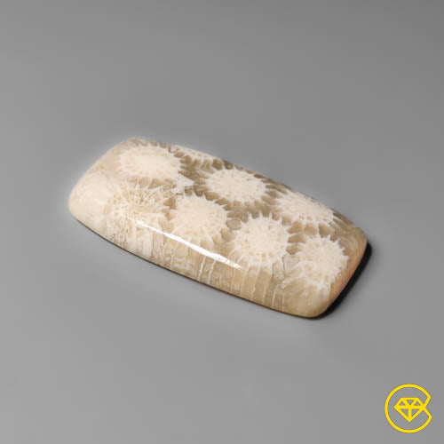 Fossil Coral
