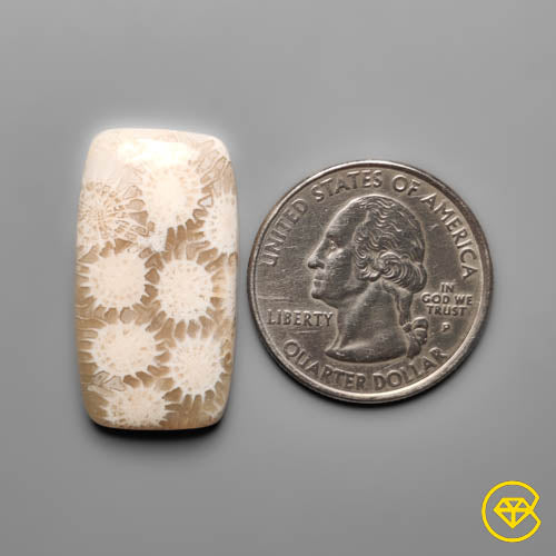 Fossil Coral
