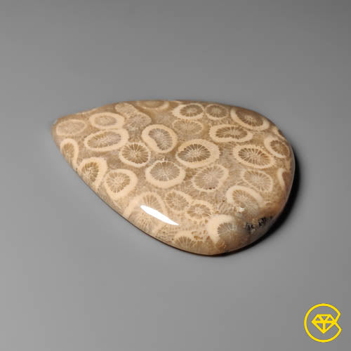 Fossil Coral