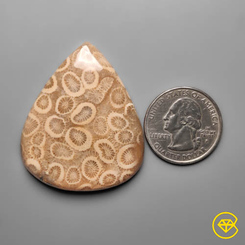 Fossil Coral