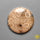 Fossil Coral