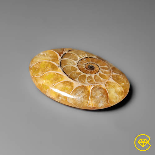 Ammonite
