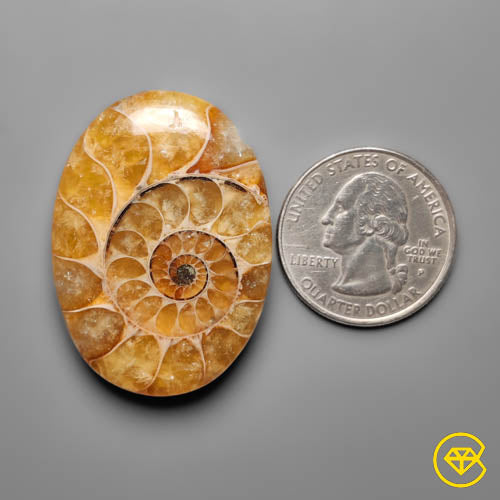 Ammonite