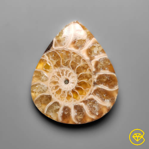 Ammonite