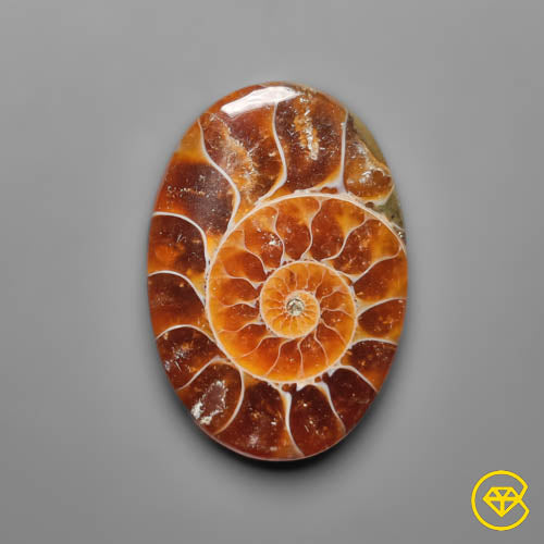 Ammonite