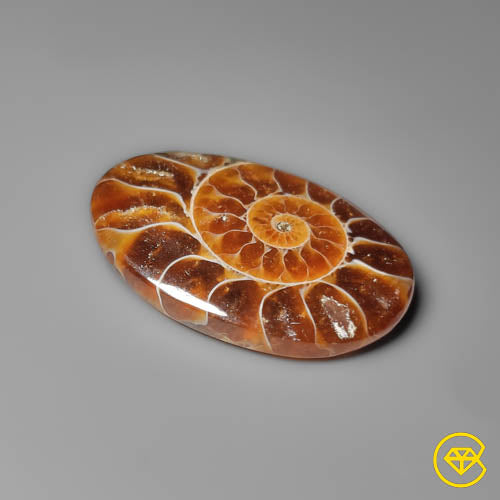 Ammonite
