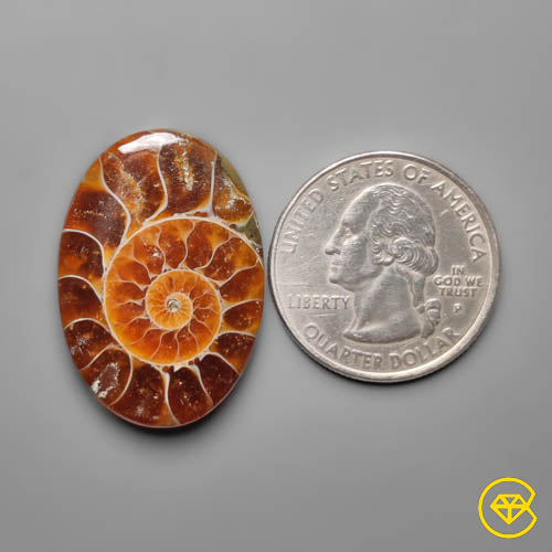 Ammonite