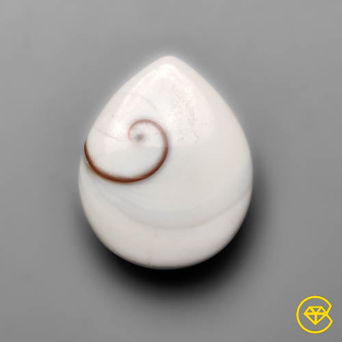 Shiva Eye Shell