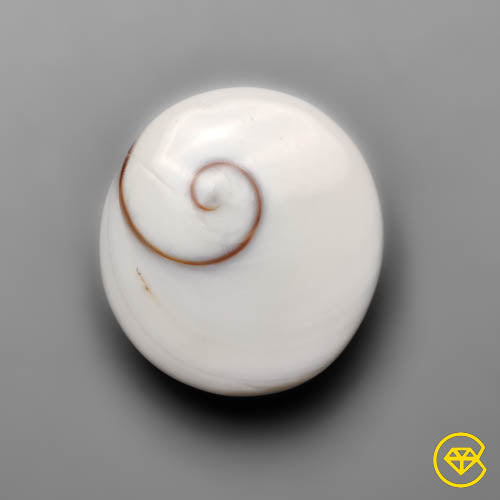 Shiva Eye Shell