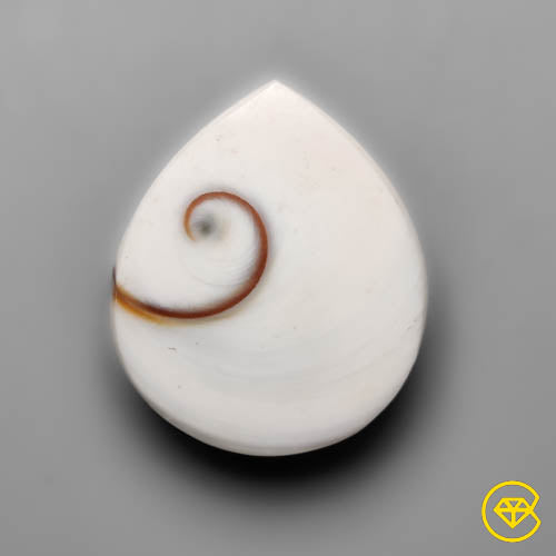 Shiva Eye Shell