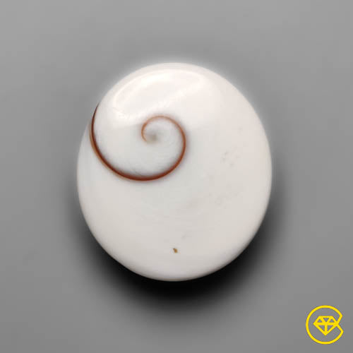 Shiva Eye Shell