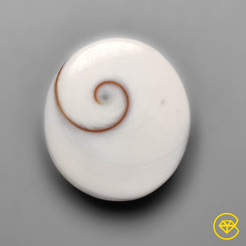 Shiva Eye Shell