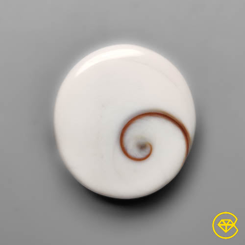 Shiva Eye Shell