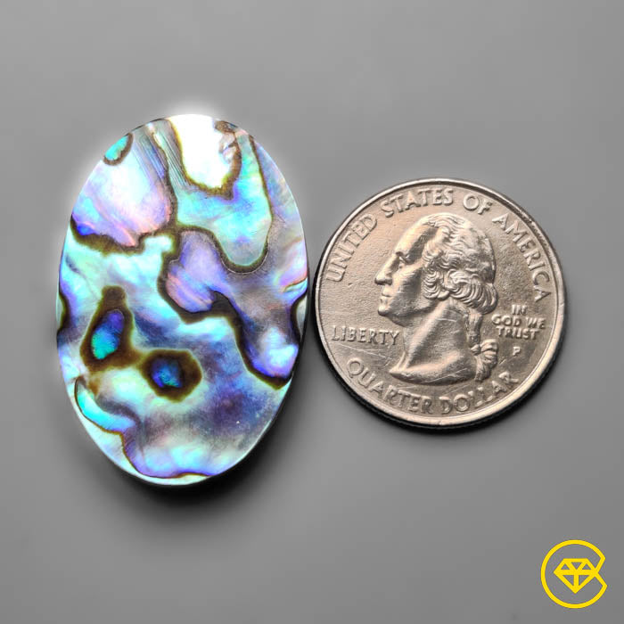 Abalone Shell