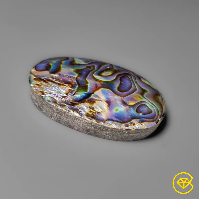 Abalone Shell