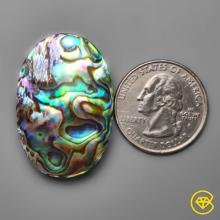 Abalone Shell