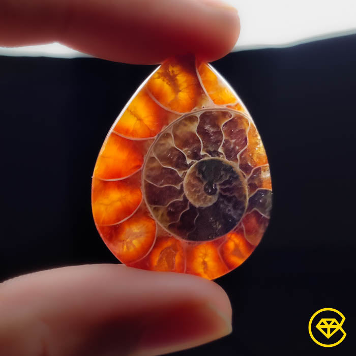 Ammonite