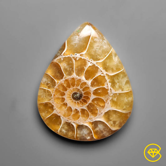 Ammonite