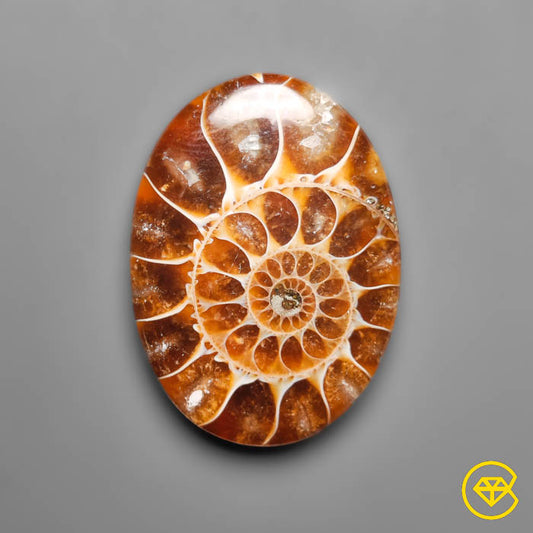 Ammonite