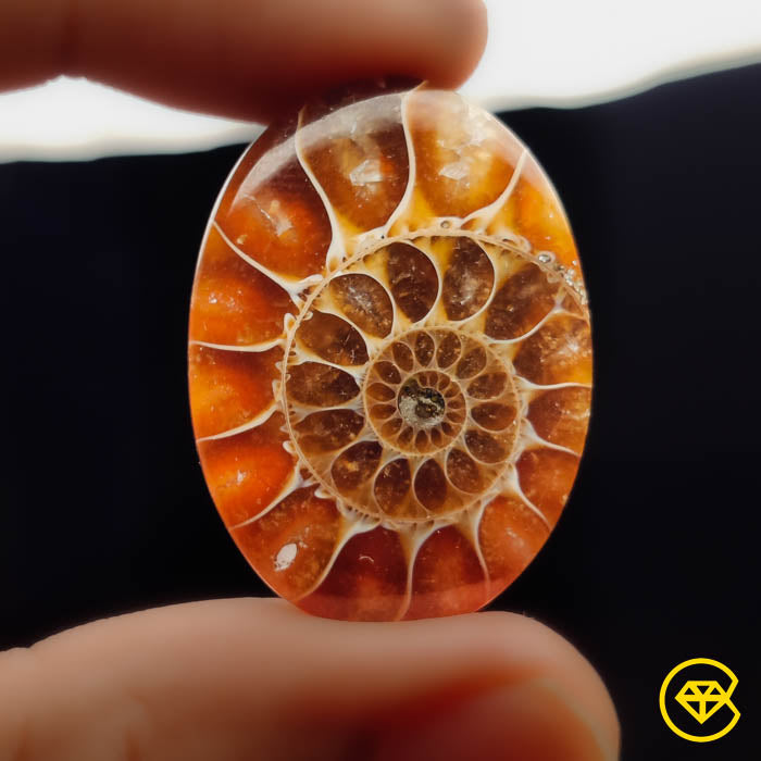 Ammonite