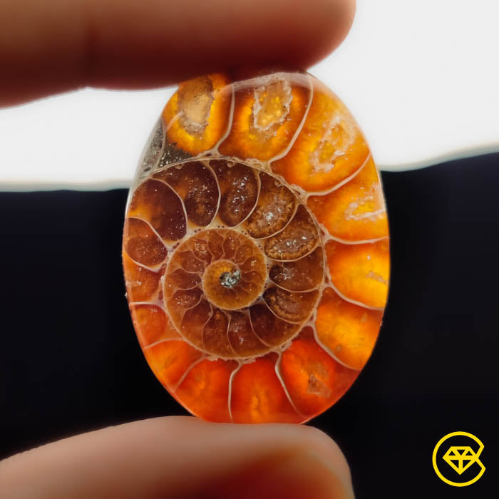 Ammonite