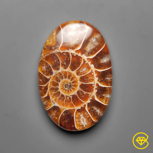 Ammonite