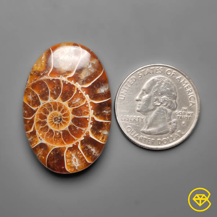 Ammonite
