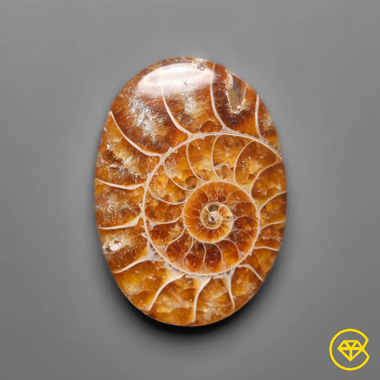 Ammonite