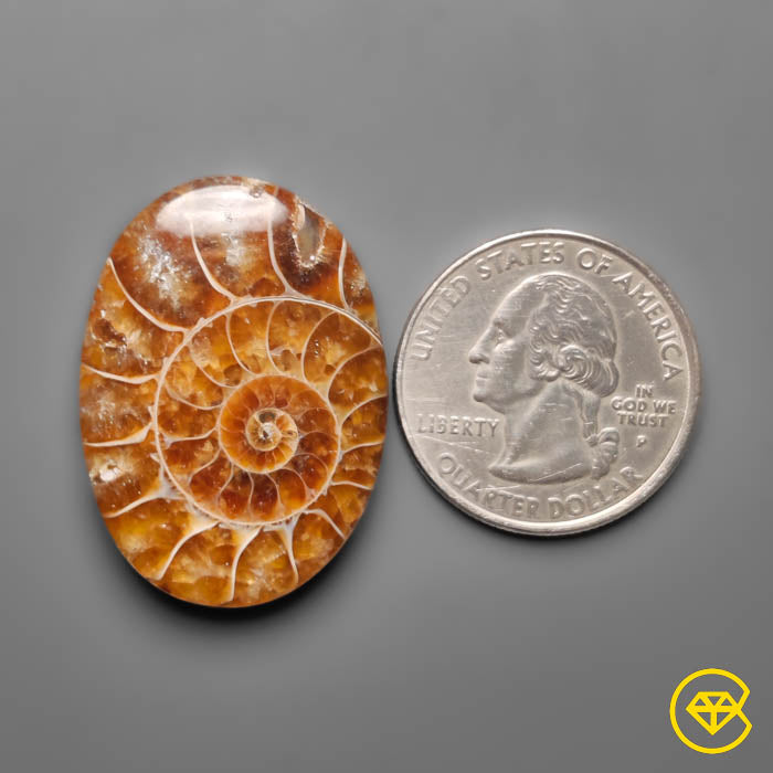 Ammonite