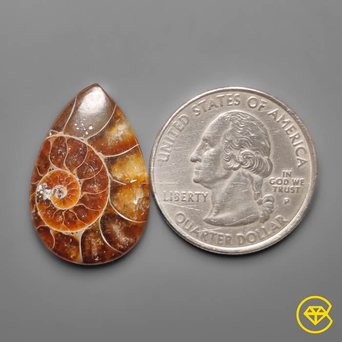 Ammonite