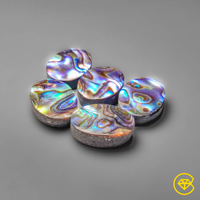 Abalone Shell