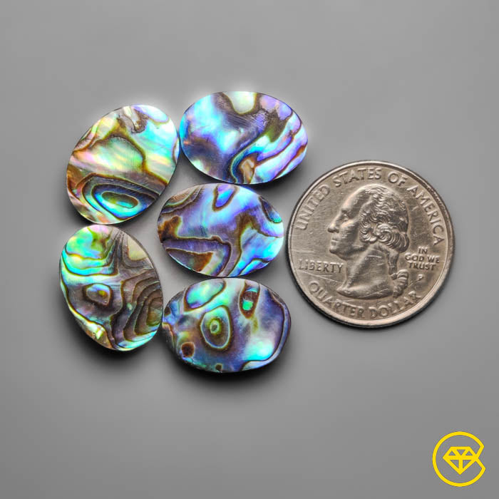 Abalone Shell