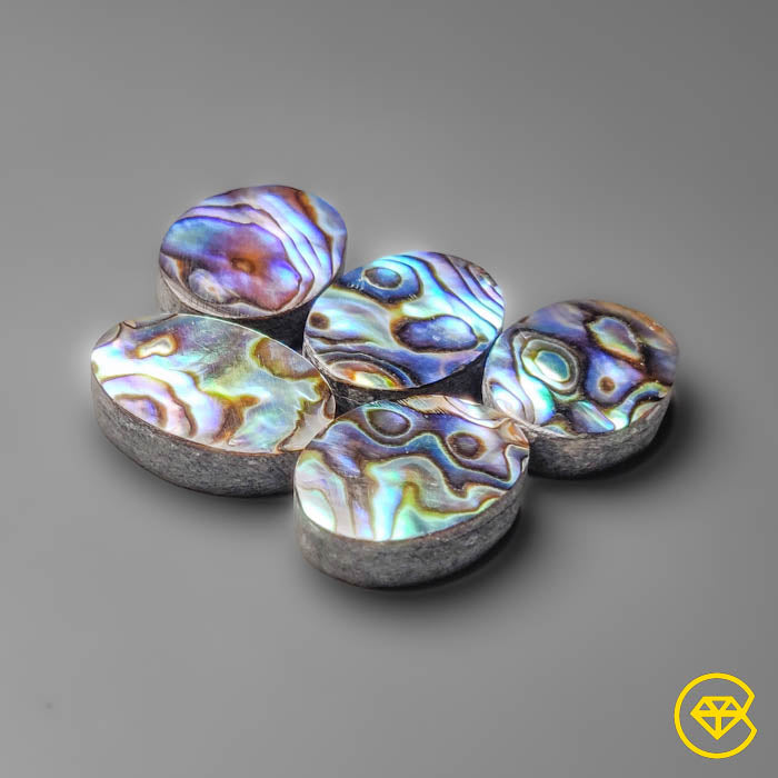 Abalone Shell
