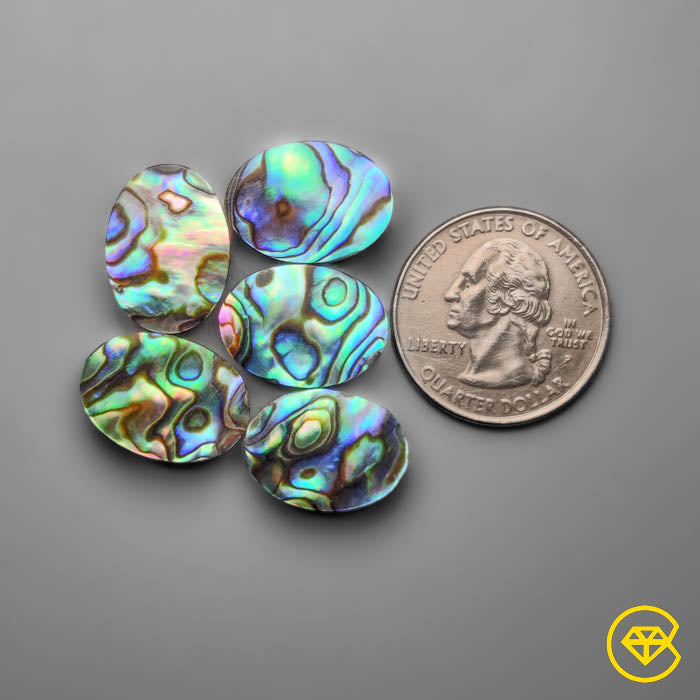 Abalone Shell