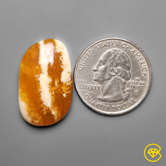 Petrified Wood