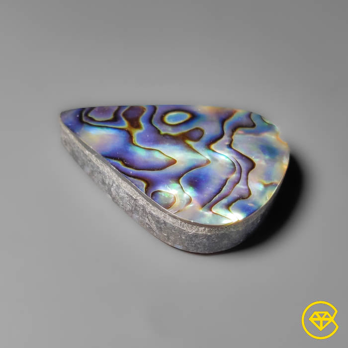Abalone Shell