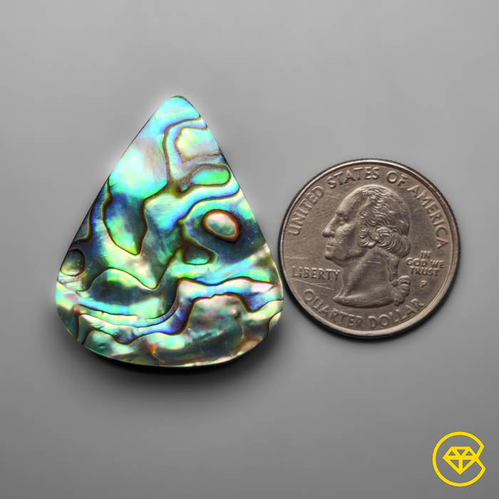 Abalone Shell