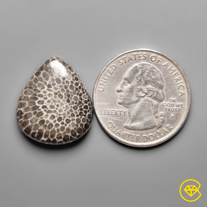 Fossil Coral
