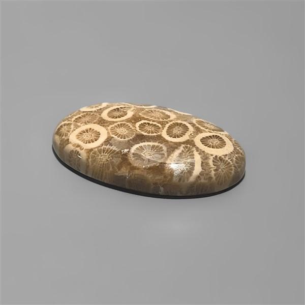 Coral|Fossil Coral