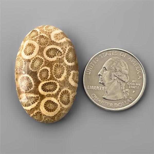Coral|Fossil Coral