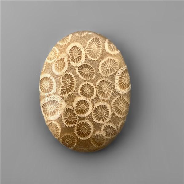 Coral|Fossil Coral