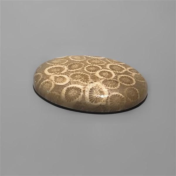 Coral|Fossil Coral